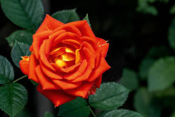 Orange and yellow garden rose flower