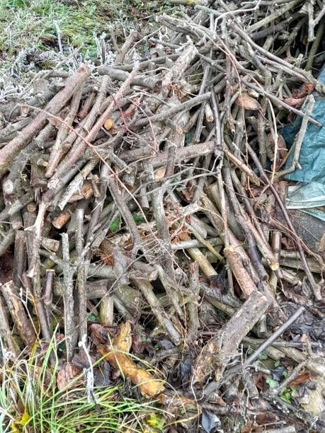 istock Group of firewood in the garden 2192186997