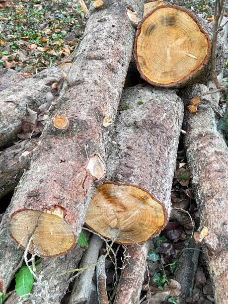istock Group of firewood in the garden 2192187040