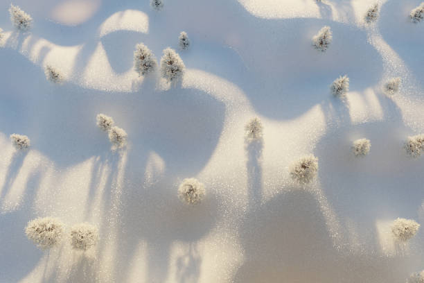 Top view of wavy snow landscape with white spruce trees in the evening sunlight. 3D Rendering