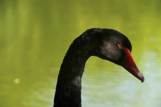 The black swan swimming in the lake