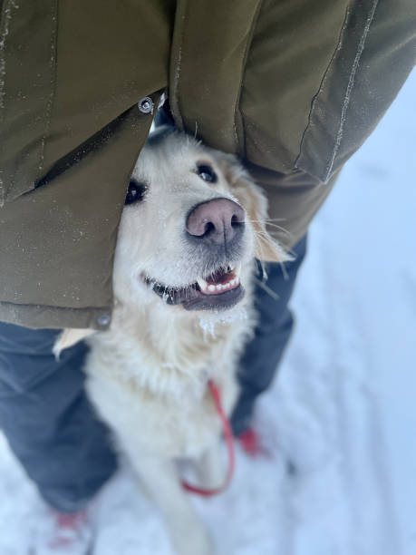 istock Golden retriever dog in winter 2192188544