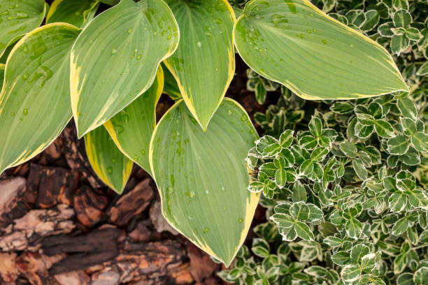 istock Hosta flowers and Euonymus fortunei on a mulch 2192189214