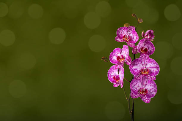 Beautiful pink Orchid flowers close-up. Green background with beautiful bokeh lights, space for copy.