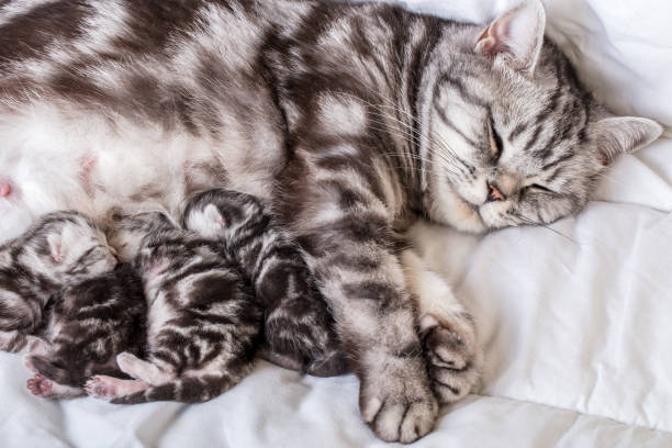 istock Mother cat with newborn kittens (british shorthair) suckling milk 2192189270