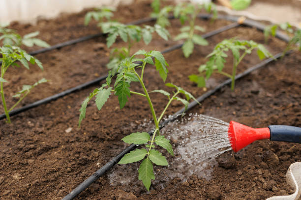 istock A farmer's hands gently watering a vegetable garden, nurturing each seedling. 2192189894
