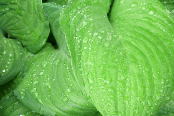 close up on green leaves texture with rain drop