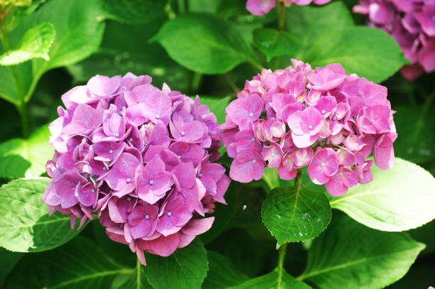 istock close up on purple red hydrangea flower blooming 2192190706