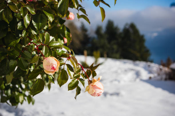 Frozen rose covered by white crystals of rime ice on a defocused background. Beautiful bokeh light.