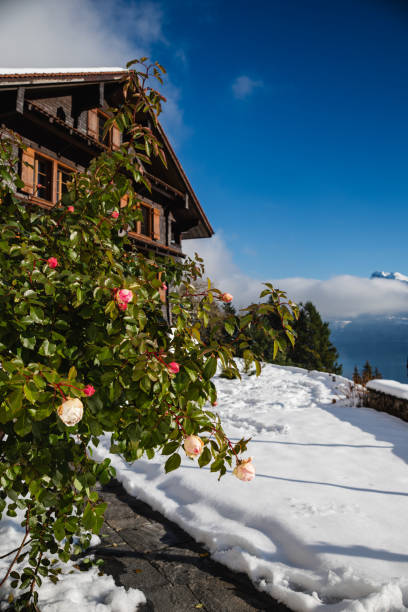 Blooming Roses and Snowy Winter Landscape