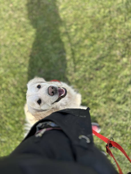 istock Golden retriever smiling happy on training 2192191724