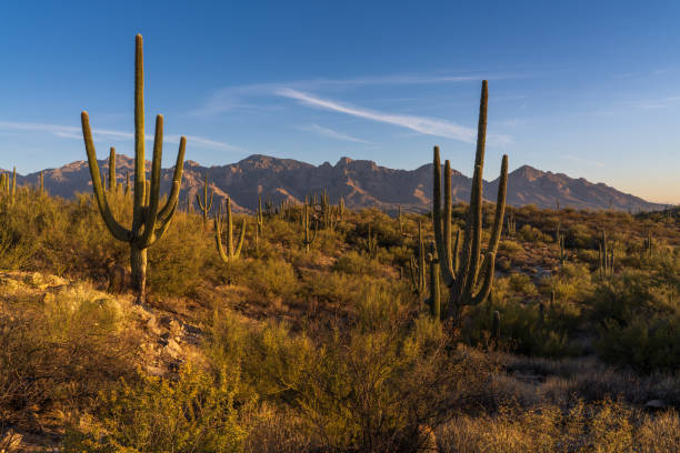 istock Saguaro in Honey Bee Canyon Park Arizona 2192193011