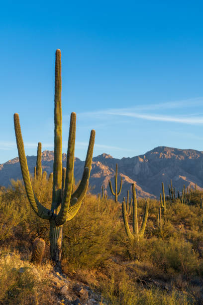 istock Saguaro Cactus in the Sonoran desert, Arizona 2192193037