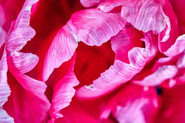 istock pink tulip flower petals 2192193391