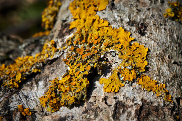 istock yellow lichen on the bark of a tree 2192193401