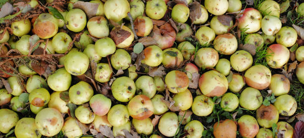 istock Harvested Apples Lying on Grass Surrounded by Autumn Leaves 2192193955