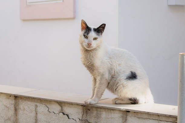 Bicolor white and black stray cat sitting on a low wall in front of a white building