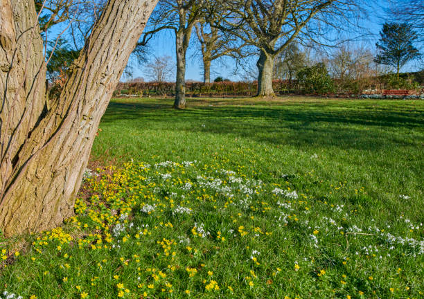 A scenic view of a lush meadow blooming with wildflowers, featuring trees against a bright sky. This setting captures the beauty of spring and early summer transitions.