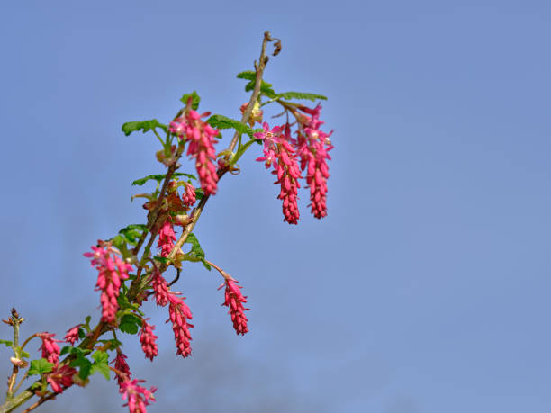 istock Bright Pink Flowers on a Branch Signaling Springtime's Arrival 2192194334