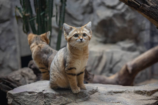 istock Sand Cat Sitting on Rock in Desert Enclosure 2192195035