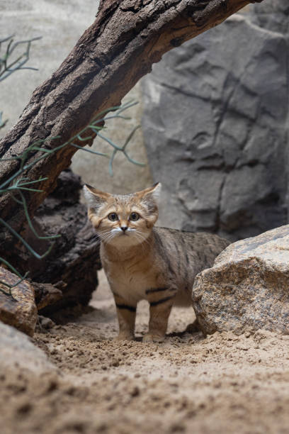 A sand cat stands alertly on sandy ground in a desert-themed zoo enclosure. Surrounded by rocks and desert vegetation, the feline's unique markings and expressive gaze are captured in its naturalistic habitat.
