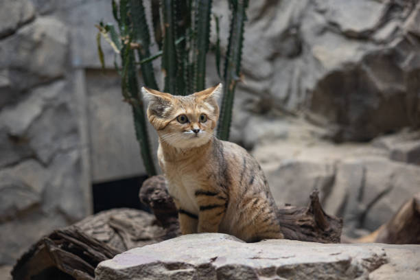 A young sand cat sits alertly on a rock in a desert-themed zoo enclosure. Its expressive eyes and distinctive markings stand out against the rocky terrain, highlighting this rare and elusive feline in a naturalistic habitat.