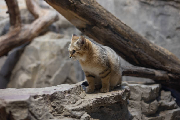 istock Sand Cat Sitting on Rock in Desert-Themed Habitat 2192195150