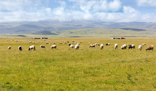 istock Yaks Grazing on the Plateau Pasture 2192195398