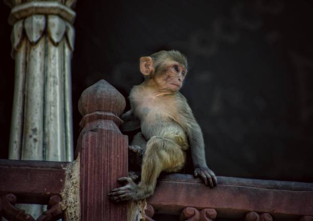 Galtaji is also known as the monkey temple