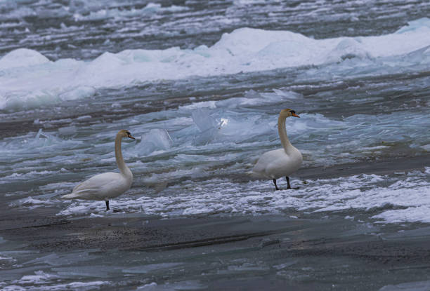Swans standing in the icy water of Lake Ontario,