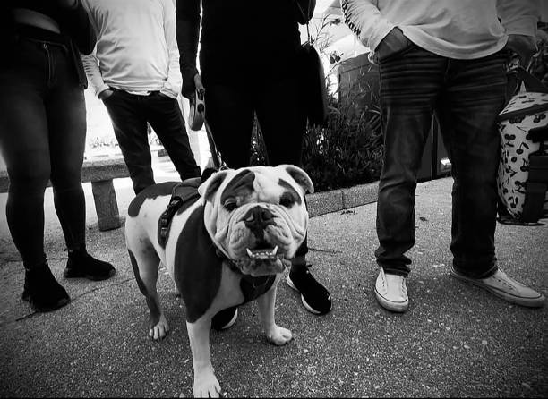 BULLDOG WITH AN ATTITUDE