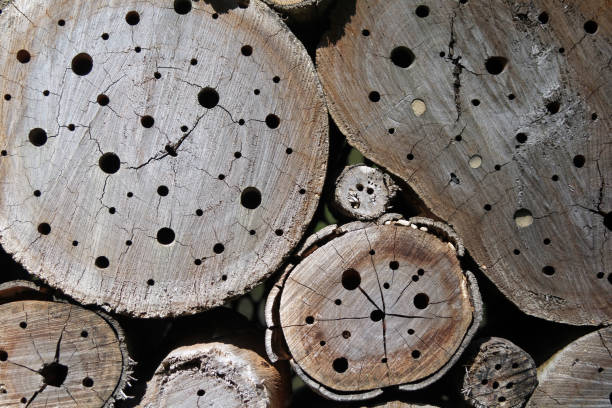 Insect hotel bee house with logs with drilled holes
