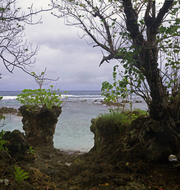 Looking to the sea from the jungle