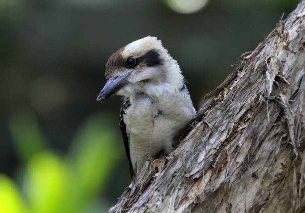 Juvenile Laughing Kookaburra bird perched on a tree trunk