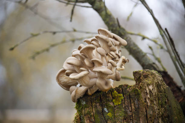 istock Oyster mushrooms growing on tree trunk in forest 2192212364