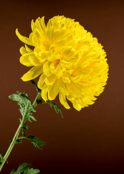 Picking Chrysanthemums for tea in China