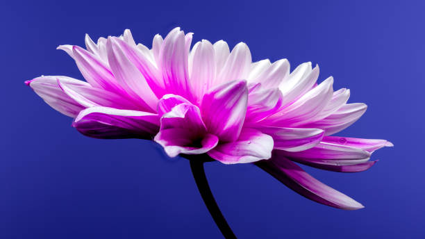 istock Pink Chrysanthemum on blue Background 2192213943