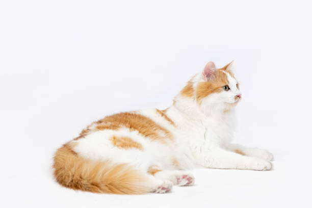 istock An Elegant Orange and White Cat is Relaxing Comfortably on a Soft White Background 2192214040
