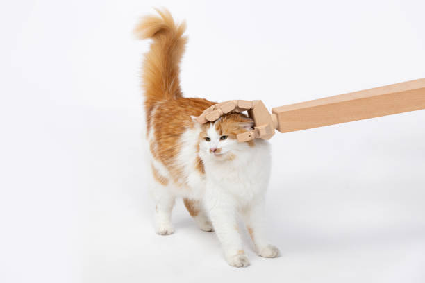 istock A Playful Cat engaging with an Unusually fascinating Toy during a fun Experiment session 2192214107
