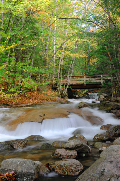 istock brook, flowing water and bridge in the mountain forest 2192214297