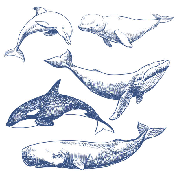 1,900+ Blue Killer Whale Stock Illustrations, Royalty-Free Vector