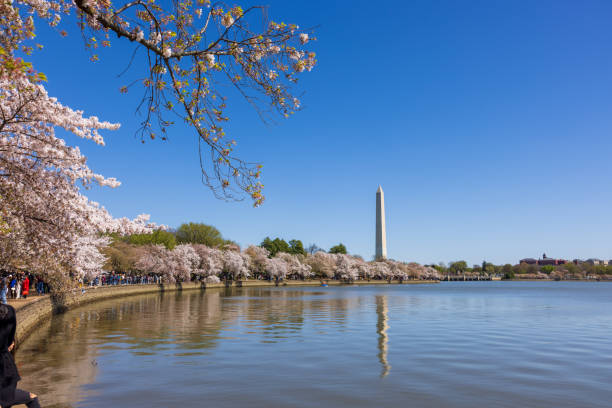 istock Cherry Blossom Peak Bloom in Tidal Basin 2022 2192218376