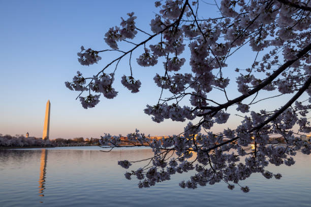 istock George Washington Monument Cherry Blossom Peak Bloom in Tidal Basin 2023 2192219326