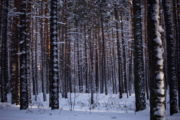 pine tree forest glade covered by snow, beautiful winter outdoor landscape