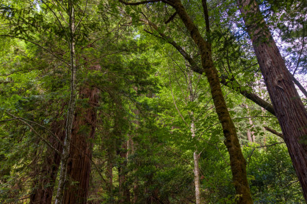 Redwood trees at the Muir Woods National Monument.