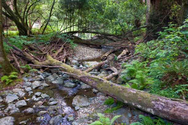 istock Muir Woods National Monument in California 2192219929