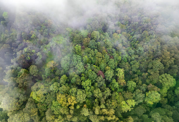 istock Tropical forests can absorb large amounts of carbon dioxide from the atmosphere. 2192220868