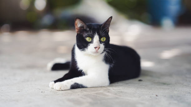 istock A black and white cat lounges elegantly on a surface, showcasing its striking green eyes and calm demeanor. 2192220990