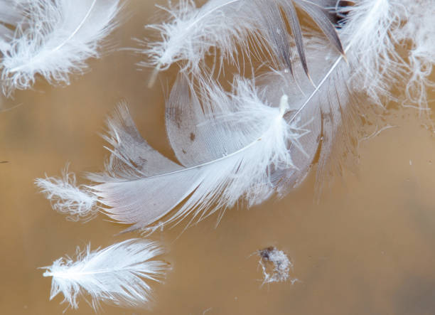 istock A few white feathers are floating in a pond 2192221851