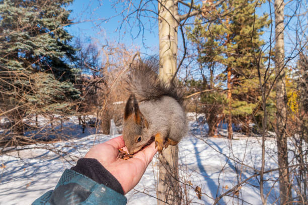 Squirrel eats nut from a man's hand in winter. Eurasian red squirrel, Sciurus vulgaris